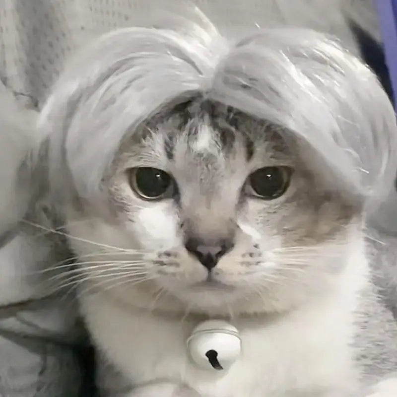 Wigs For Pets Costume Apparel