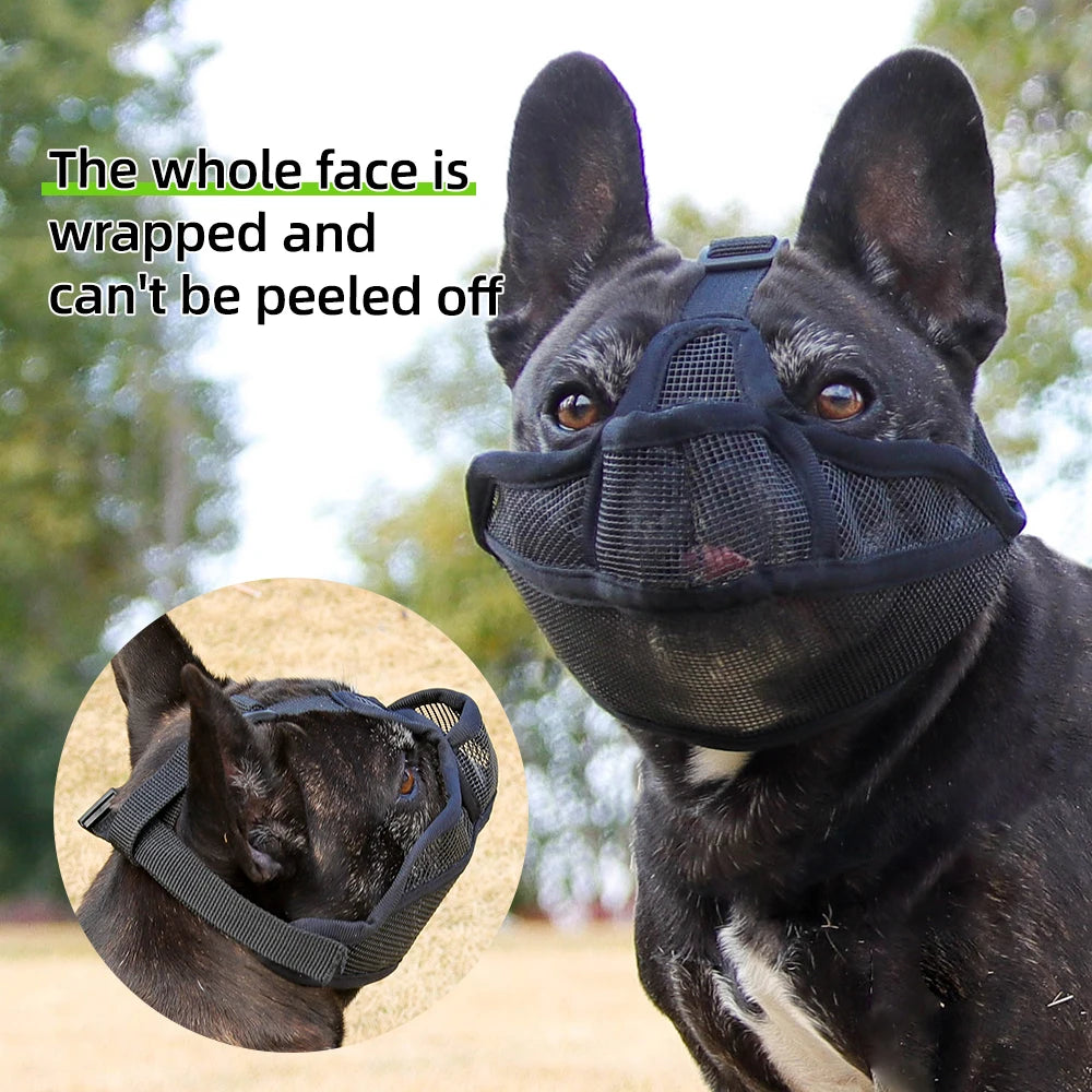 Short-Snouted Dog Muzzle