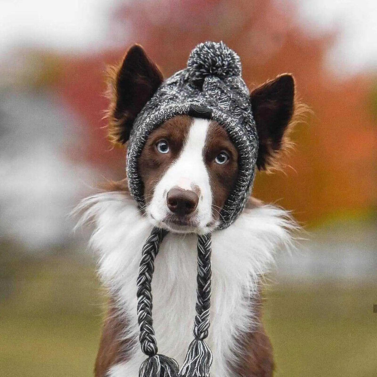 Warm Winter Dog Hats