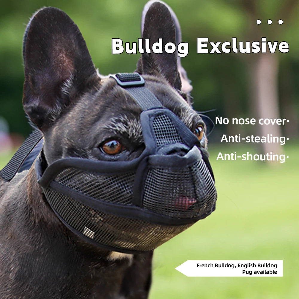 Short-Snouted Dog Muzzle