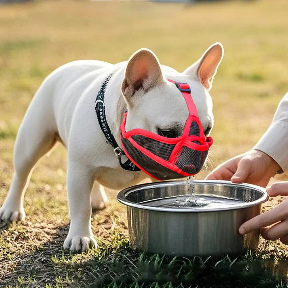 Short-Snouted Dog Muzzle