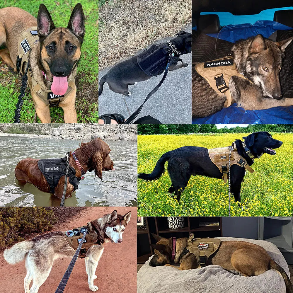 Large Dog Harness and Collar